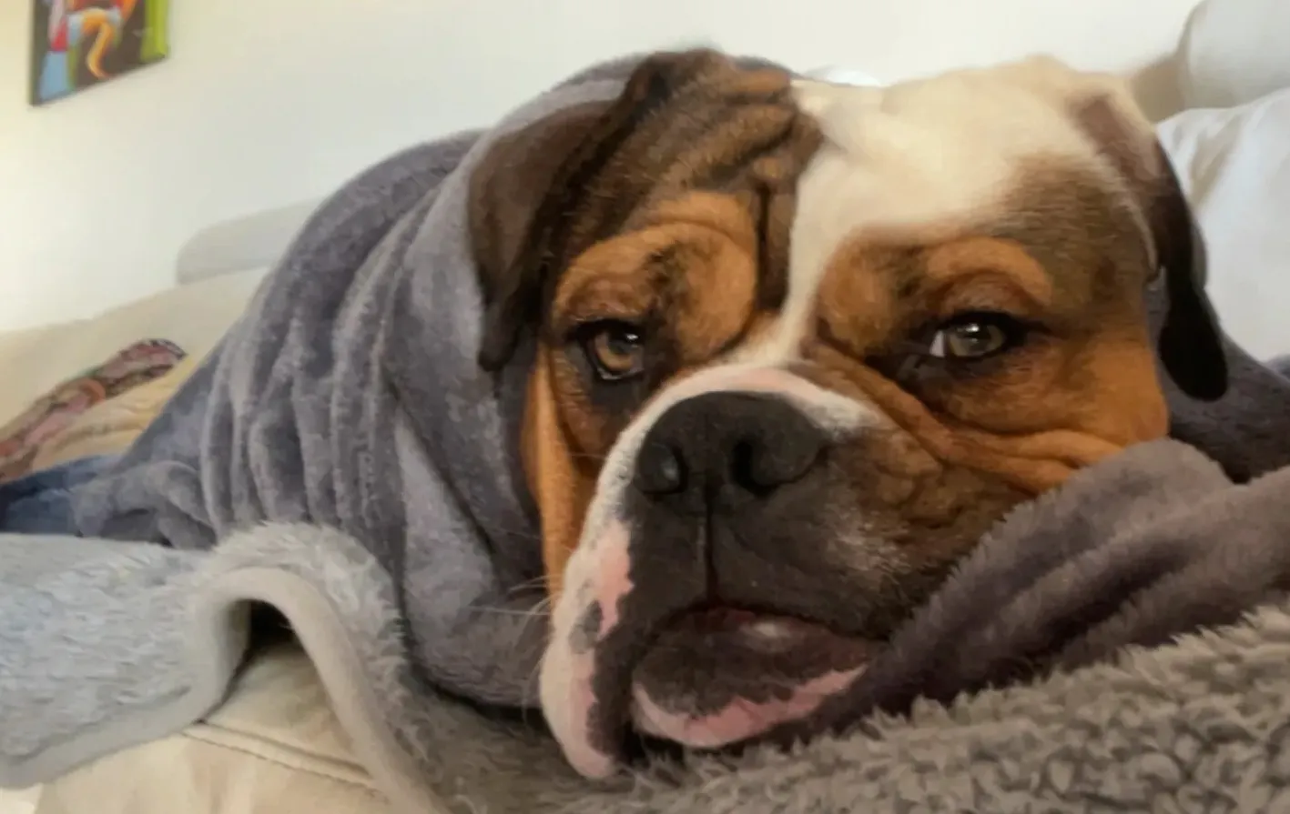 Paws4Thought volunteers and rescue animals — Hero image