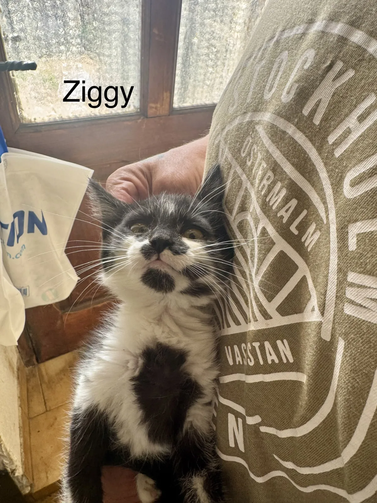 Ziggy